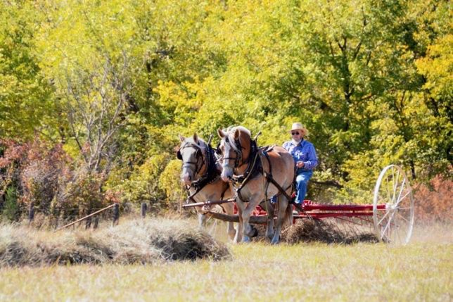 Ralph Anderson of Council Grove will have his team of draft horses helping mow and rake prairie grass to stack and bale into hay during the special farming demonstrations at the High Ground Museum open house and hay day Saturday, Sept. 21, northeast of Council Grove, from 10 in the morning until 4 o’clock in the afternoon