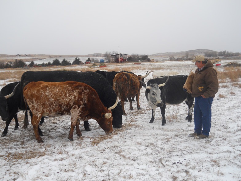 Nearly every color of the rainbow is apparent in the registered Longhorn cows with long shapely horns as Stan Seuser of Salina explained that they’ve been having black calves sired by an Angus bull and often topping sale barn offerings at market time.