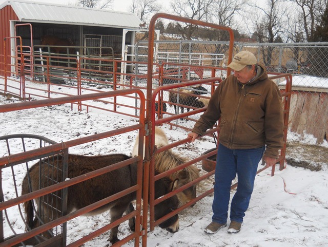 Only a donkey, miniature horse, sheep, goats, and Appaloosa stallion in the barn behind are apparent here but guineas, laying hens, ducks, geese, lamas, cattle and more are included in Stan Seuser’s menagerie west of Salina.
