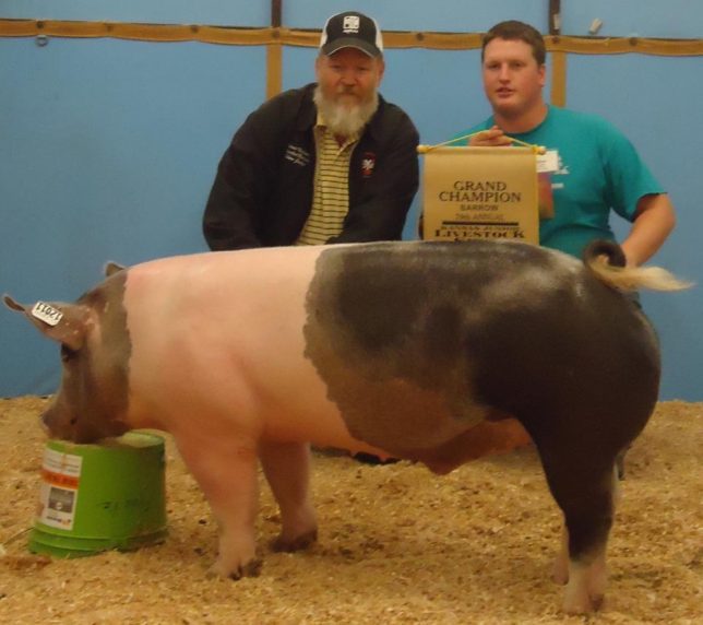 With the home raised grand champion barrow at the 2011 Kansas Junior Livestock Show in Wichita, Ethan Frantz of Frantz Show Pigs at Hillsboro has been involved in producing and showing hogs all of his life. That experience is put to use raising pig prospects that he sells to youth exhibitors over a wide area.