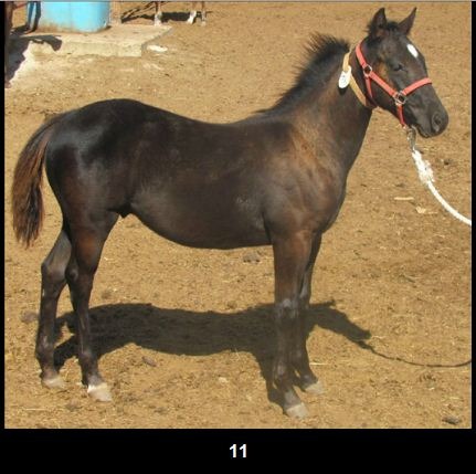 This weanling brown colt, listed as Lot 11, in the Finnerty Ranch Quarter Horses Dispersal Sale catalog is typical of the offering to go before the gavel Sunday afternoon at Hartford. Featuring foundation, performance lineage of Finnerty bloodlines for five generations, the foal’s sire and dam will also be sold, typical of a dispersal auction of such caliber.