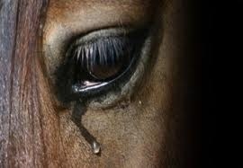 crying horse