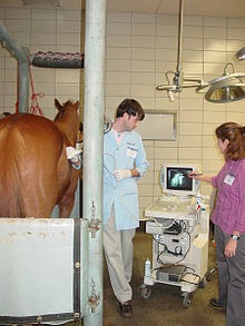 Ultrasound is a useful diagnostic tool for diagnosing colic in horse.