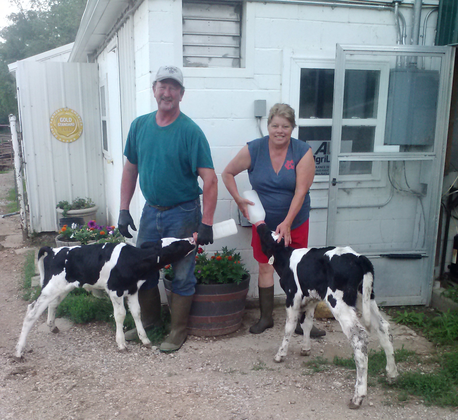 Strict Holstein cow production records assist Jim and Kathy Barr in selecting the right sires for artificial mating to produce superior quality replacement heifers for expanding milk output at the grade-A Barr Dairy near Lebo.