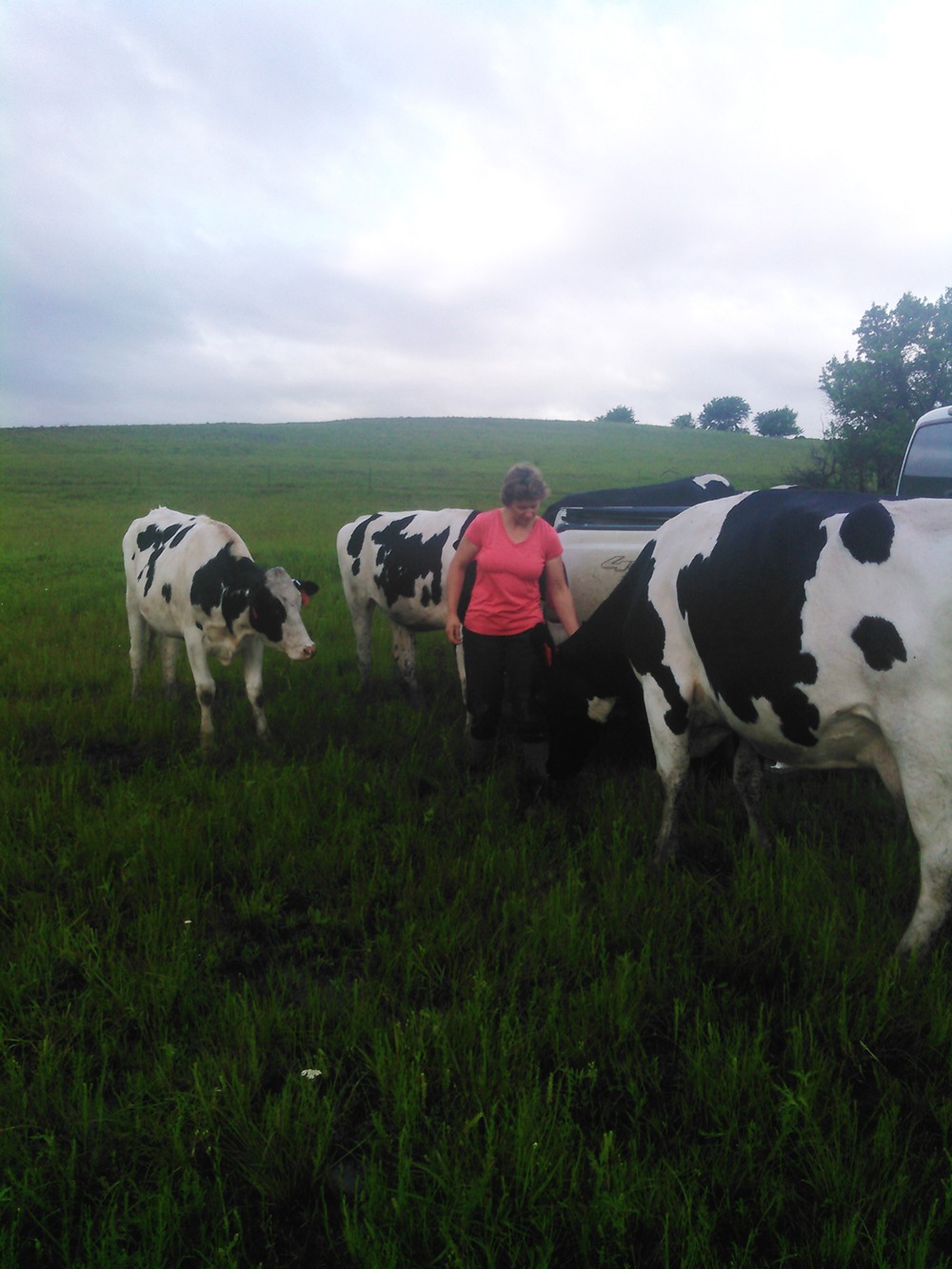 An unusual sight in the Flint Hills, dry gestating dairy cows graze native pastures at Vos Dairy operated by Ria Vos near Cedar Point.