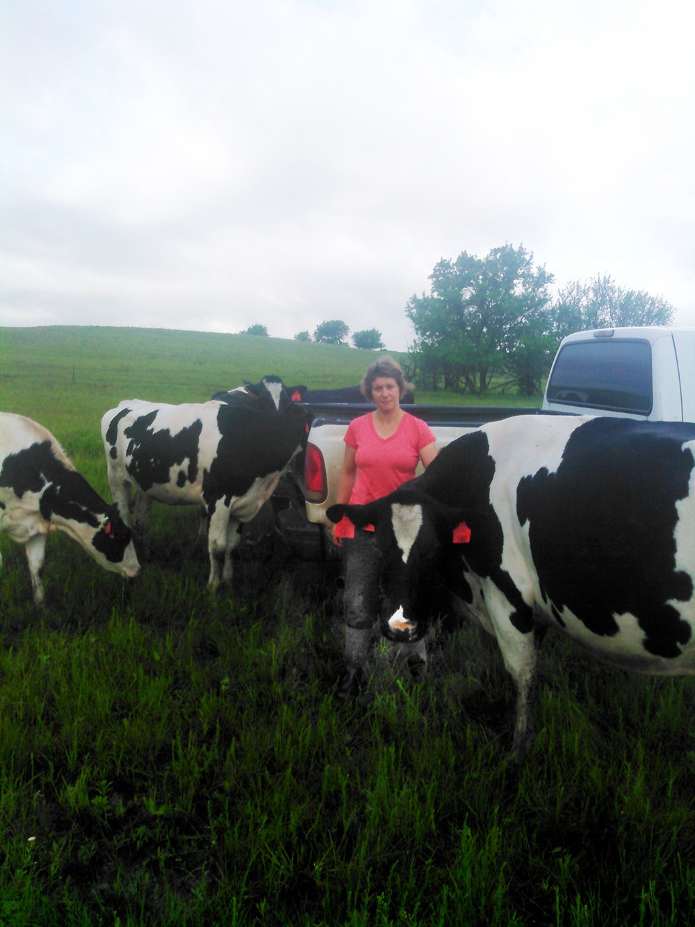  When Ria Vos checks her Holsteins, they immediately gather around for personal attention. “My cows get their feelings hurt if I call one by the wrong name, just to tease them,” the Chase County Dairy Milkmaid insisted.