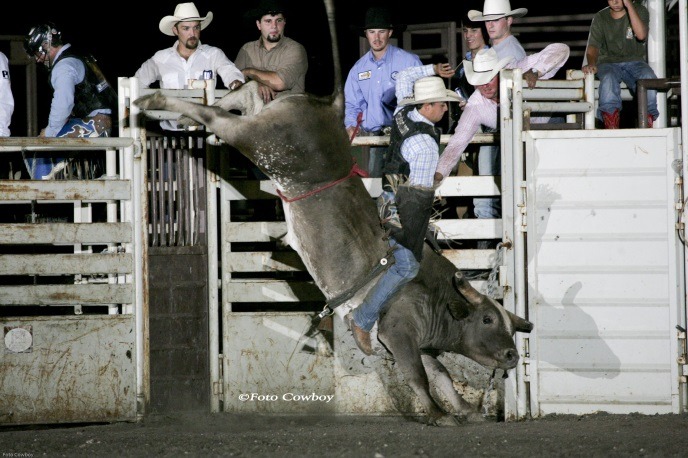 Grey Squirrel brought fame to the New Frontier Rodeo Company at Gypsum and his sons and grandsons continue the bucking bull tradition. (Photo by Kent Kerschner, Foto Cowboy.)