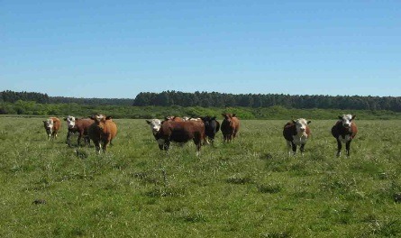 A Grazing Management Field Day is planned Wednesday afternoon, Oct. 28 at the Frank Graham farm near Garnett.