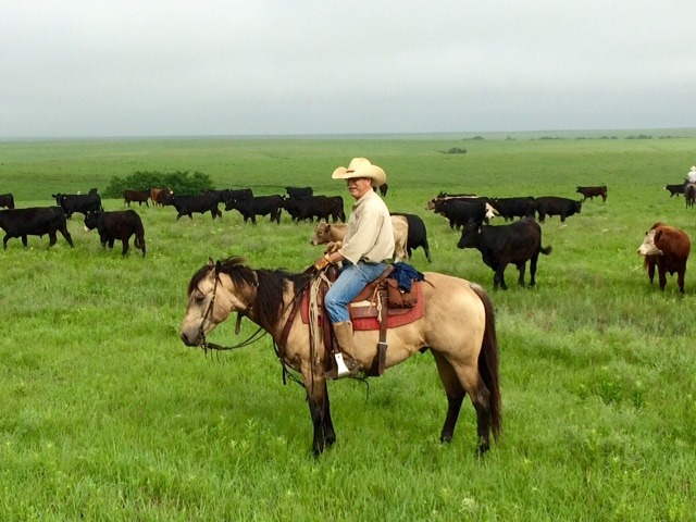 A cowboy can move out of his homeland, but there’s generally the urge to return, and that’s most often the case for those growing up in the Flint Hills of Kansas. Rex Buchman of the Bar U Ranch at Burdick graduated from Kansas State University, served as a college beef herdsman in Texas, was a county agent in New Mexico, and now again rides his horse in the Bluestem cattle country of his heart. He’s on Hollywood Bear Cat, aka Oso, a CRR Hurricane Cat son that goes back to Hollywood San Doll, Hollywood Lilly, Foxy Gold Squaw, and  Little Gold Squaw on the bottom side of his American Quarter Horse Association registration papers. 