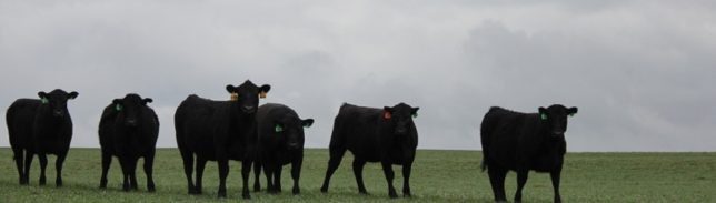Grazing cover crops is one way to help reduce cattle wintering costs while offering no less than a handful of additional possible benefits to farming operations.