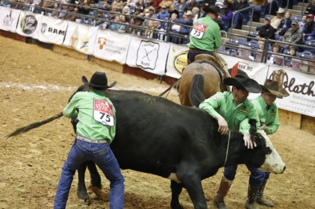 In a record-setting run in the wild cow milking event, Troy Higgs milks the cow, while Chris Potter and Bud Higgs attempt to keep her calm, with the help of horseback-mounted Travis Duncan’s saddle horn tight lariat as the Kansas team representing the Lonesome Pine Ranch of Cedar Point is en route to becoming the top team at the World Championship Ranch Rodeo in Amarillo. (Photo courtesy of the Working Ranch Cowboys Association.)