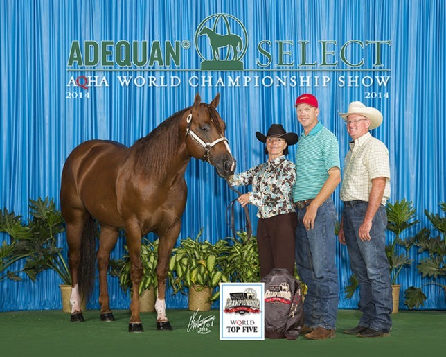 Having collected 25 career performance halter points, Bartendin Baron, Cinco, was exhibited by owner-breeder Doreen Everett, Abilene, to the Top Five at the 2014 American Quarter Horse Association Select World Championship Show.