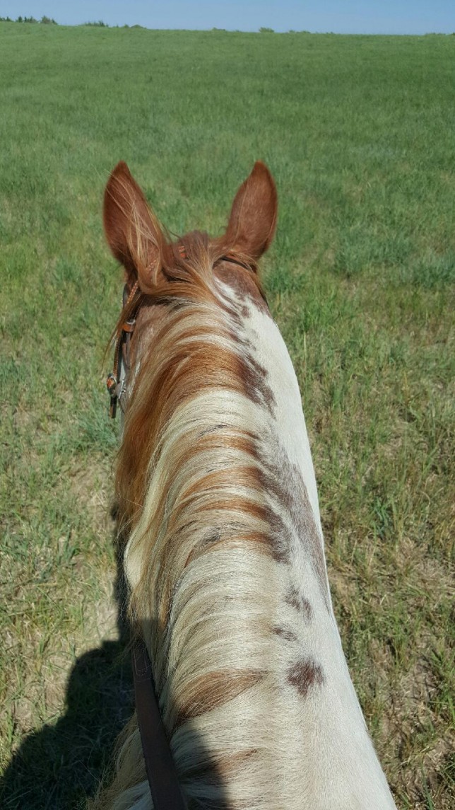 Best view in the world is looking through your horse’s ears, according to Vicki Smith as she rides Dakota down the trail