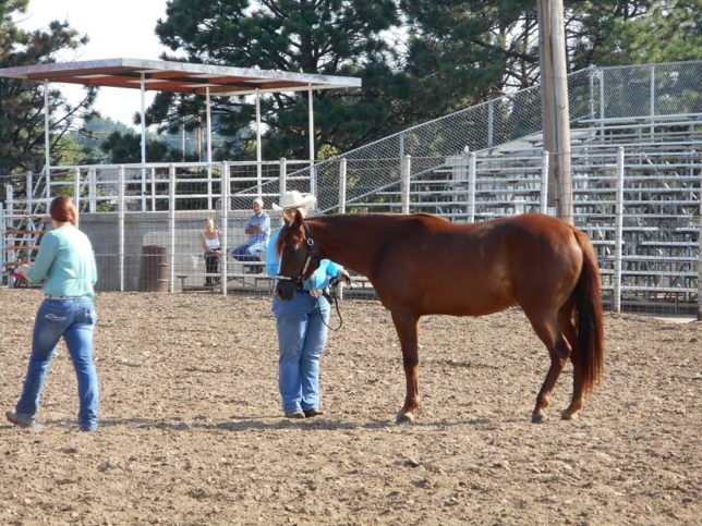 A four-year-old sorrel solid Paint gelding called Bruno has been shown in several events at halter, and Vicki Smith looks forward to being mounted on him competing at horse competitions.