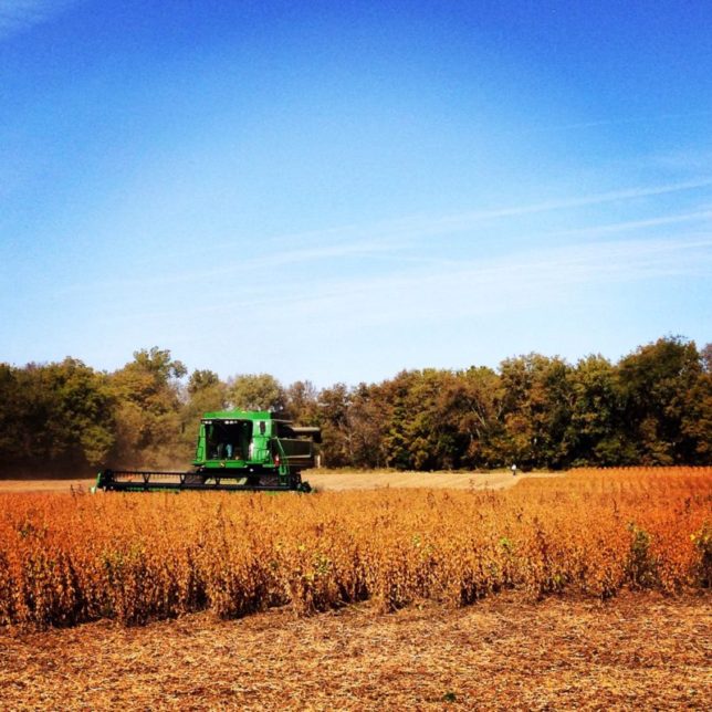The “best soybeans” Raylen Phelon has ever produced at Phelon Farms yielded 68 bushels an acre last year. 