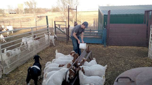 Supper time had this year’s lamb crop running to the trough when Sam Davis came home from college Friday evening to help with chores at Davis Prairie Star Show Goats near Madison.