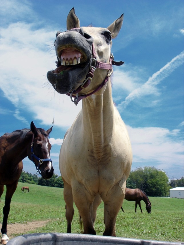 Spring health checkup is an ideal time to have a horse’s teeth checked by a veterinarian or equine dentist.