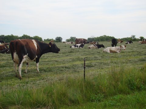 A mottled herd of crossbred milk cows has lush green pasture in the rotational grazing program at Nichols Family Dairy near Westphalia. 
