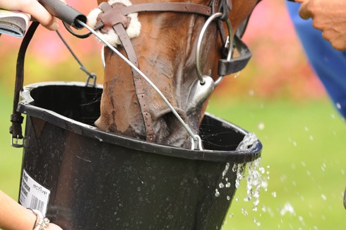 Cool clear water at all times is the most essential nutrient for horses. 