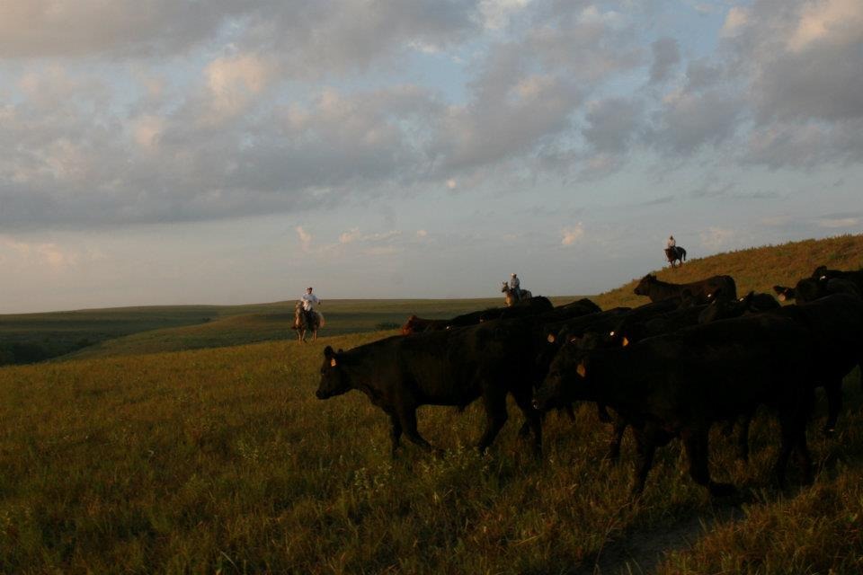 A ranch rodeo, ranch horse competition, barbecue, Run for the Brand, golf tournament, and Ag Olympics are just a sampling of attractions for the Flint Hills Beef Fest this weekend Friday through Sunday, Aug 19-20-21, at Emporia. 
