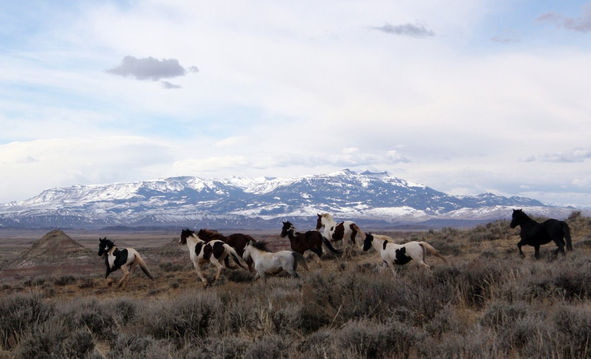 More than 75,000 horses and burros are protected by the Bureau of Land Management on government lands that can support only 27,000 horses. 