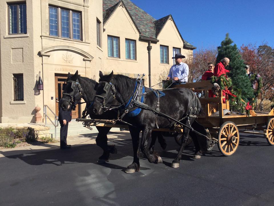 Gov. Sam Brownback’s Christmas tree was delivered to Cedar Crest by Robert and Cecil Carter of 3C Carriage Service at White City, magnificent matching Percherons, Betty and Bess. 