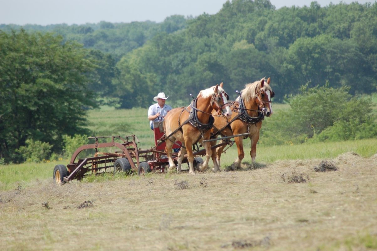 When work needs done on the farm, 3C Carriage Service calls upon their Belgian team for the task. The draft horses have verified their skills in competition at the Kansas State Fair, Hutchinson. 